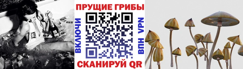 Псилоцибиновые грибы мухоморы  Купить закладки  Гремячинск 